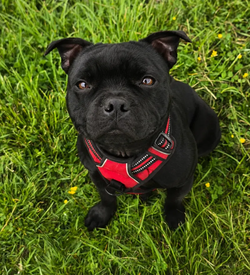 Staffordshire Bull Terrier sitting in a harness after training Dog Paw Training Bolton