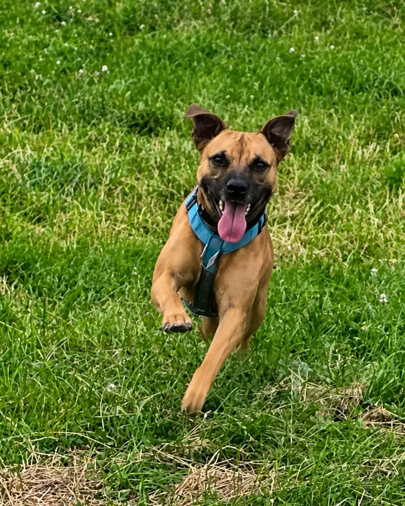 Dog running back on a recall exercise Dog Paw Training Bolton