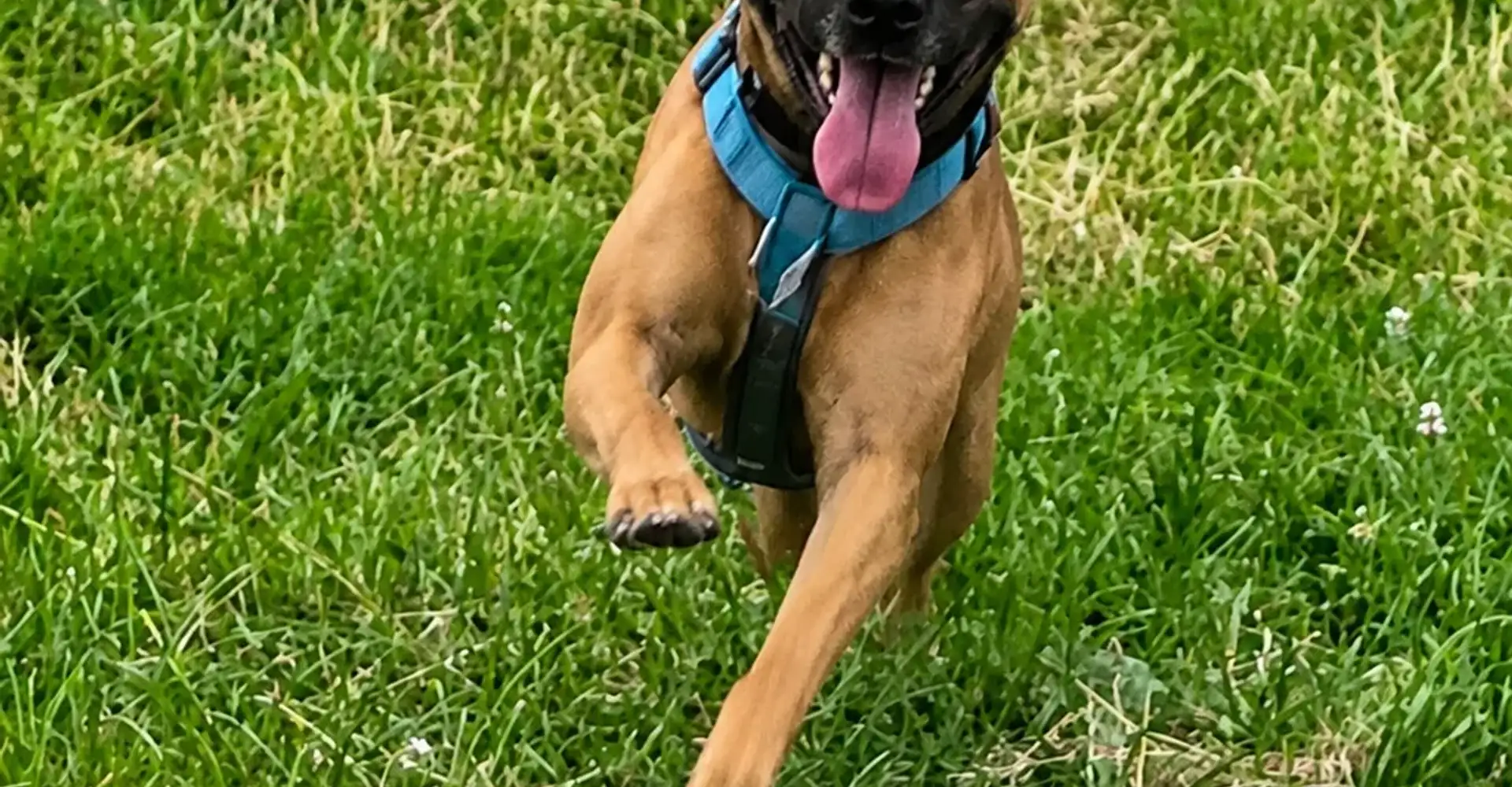 Dog running back on a recall exercise with Dog Paw Training in Bolton
