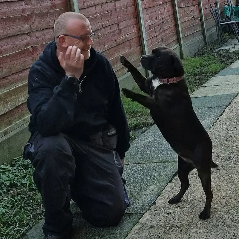 Dog offering a paw during a reward based training session Dog Paw Training Bolton
