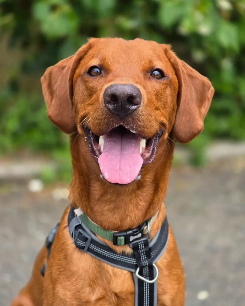 Fox red Labrador in a training harness Dog Paw Training Bolton