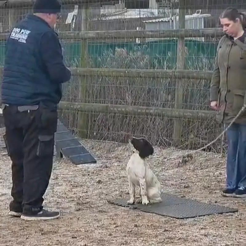 Neil working with a spaniel on a place mat during a training session Dog Paw Training Bolton