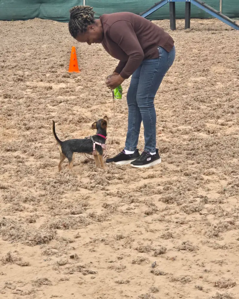 1-2-1 dog training session with a handler and her puppy Dog Paw Training Bolton