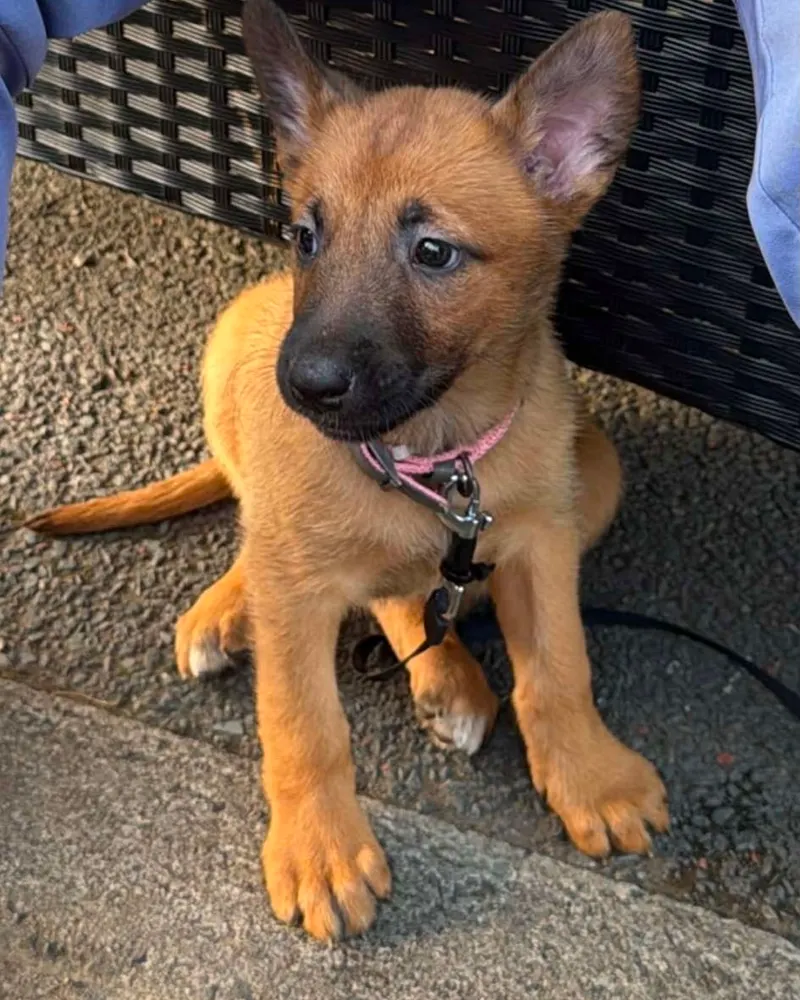 Young puppy sitting calmly during a Dog Paw Training puppy class in Bolton