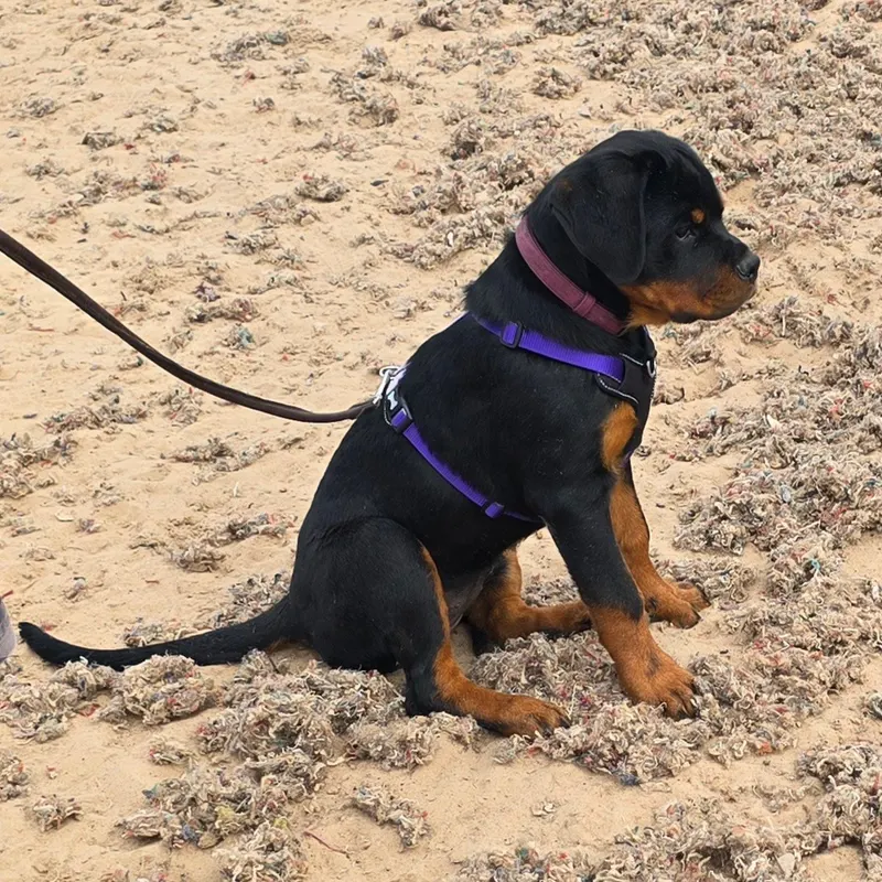 Rottweiler puppy sitting on a loose lead during training Dog Paw Training Bolton