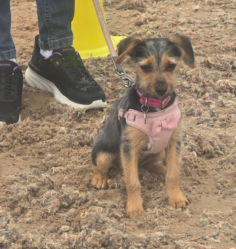 Terrier puppy in a harness waiting for the next exercise Dog Paw Training Bolton